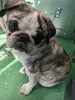 Ted D. Bear, a male Pug for sale in Rensselaer, IN – 3 of 4