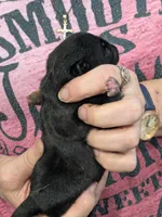 AKC Champion George, a male Pug for sale in Rensselaer, IN – 3 of 4