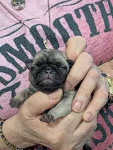 AKC Champion Sally – Pug puppy for sale in Rensselaer, IN