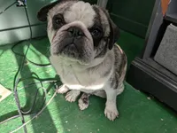 Ted D. Bear, a male Pug for sale in Rensselaer, IN – 2 of 4