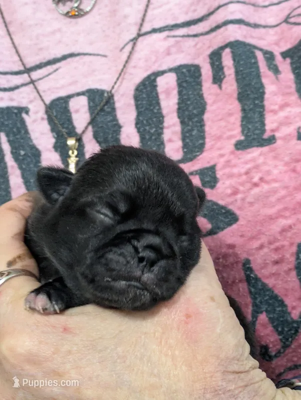 AKC champion Little Bear – Pug puppy for sale in Rensselaer, IN