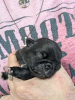 AKC champion Little Bear, a male Pug for sale in Rensselaer, IN – 4 of 5
