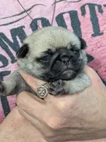 AKC Champion Sally, a female Pug for sale in Rensselaer, IN – 3 of 7