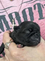 AKC champion Little Bear, a male Pug for sale in Rensselaer, IN – 2 of 5