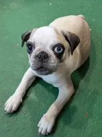 Panda boy "Tank", a male Pug for sale in Rensselaer, IN – 2 of 3