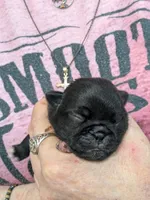 AKC champion Little Bear, a male Pug for sale in Rensselaer, IN – 3 of 5