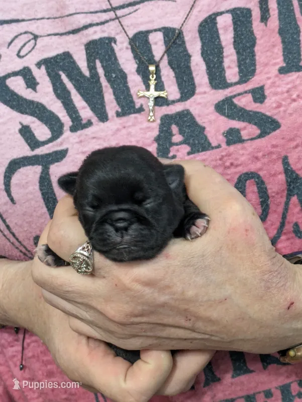 AKC Champion George – Pug puppy for sale in Rensselaer, IN