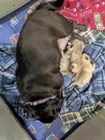 AKC "Coco" Chocolate/Lavender Pug, a male Pug for sale in Rensselaer, IN – 3 of 5