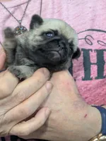 AKC Champion Sally, a female Pug for sale in Rensselaer, IN – 6 of 7