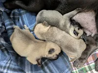 AKC "Coco" Chocolate/Lavender Pug, a male Pug for sale in Rensselaer, IN – 5 of 5