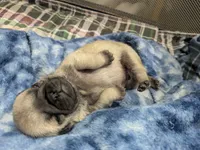 AKC Champion Lucy, a female Pug for sale in Rensselaer, IN – 3 of 4