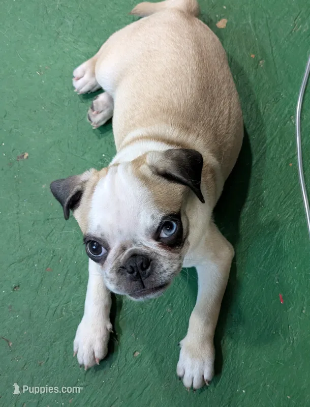Panda boy "Tank" – Pug puppy for sale in Rensselaer, IN