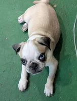 Panda boy "Tank", a male Pug for sale in Rensselaer, IN – 1 of 3