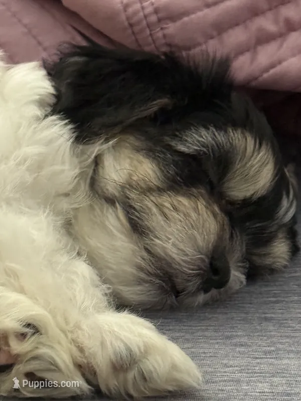 Luna – Shorkie, Mal Shi puppy for sale in West Palm Beach, FL