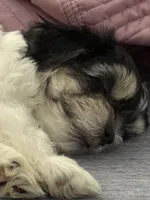 Luna, a female Shorkie and Mal Shi for sale in West Palm Beach, FL – 1 of 8
