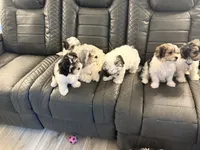 Luna, a female Shorkie and Mal Shi for sale in West Palm Beach, FL – 5 of 8