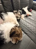 Lenny, a male Shorkie and Mal Shi for sale in West Palm Beach, FL – 7 of 9