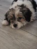 Lenny, a male Shorkie and Mal Shi for sale in West Palm Beach, FL – 5 of 9