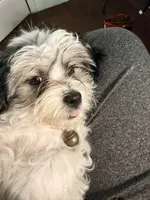 Louie, a female Shorkie and Mal Shi for sale in West Palm Beach, FL – 2 of 3