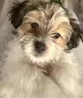 Lenny, a male Shorkie and Mal Shi for sale in West Palm Beach, FL – 1 of 9