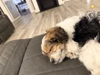 Lenny, a male Shorkie and Mal Shi for sale in West Palm Beach, FL – 3 of 9