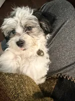 Louie, a female Shorkie and Mal Shi for sale in West Palm Beach, FL – 3 of 3