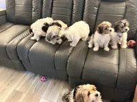 Lenny, a male Shorkie and Mal Shi for sale in West Palm Beach, FL – 8 of 9