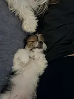 Lenny, a male Shorkie and Mal Shi for sale in West Palm Beach, FL – 6 of 9