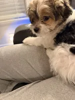 Lenny, a male Shorkie and Mal Shi for sale in West Palm Beach, FL – 4 of 9