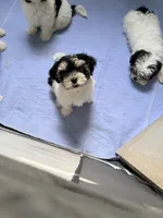 Luna, a female Shorkie and Mal Shi for sale in West Palm Beach, FL – 4 of 8