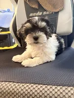 Luna, a female Shorkie and Mal Shi for sale in West Palm Beach, FL – 3 of 8