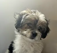 Lenny, a male Shorkie and Mal Shi for sale in West Palm Beach, FL – 2 of 9