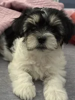 Luna, a female Shorkie and Mal Shi for sale in West Palm Beach, FL – 2 of 8