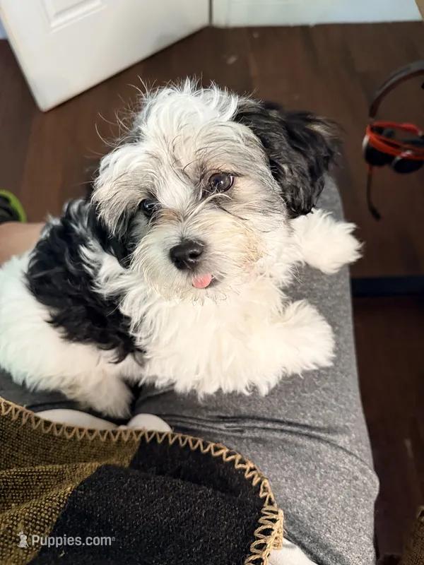Louie – Shorkie, Mal Shi puppy for sale in West Palm Beach, FL