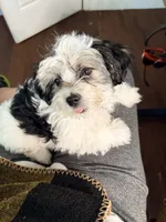 Louie, a female Shorkie and Mal Shi for sale in West Palm Beach, FL – 1 of 3