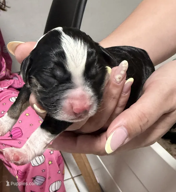 Pluto  – Miniature Australian Shepherd puppy for sale in Fort Lauderdale, FL