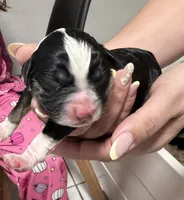Pluto , a male Miniature Australian Shepherd for sale in Fort Lauderdale, FL – 1 of 2