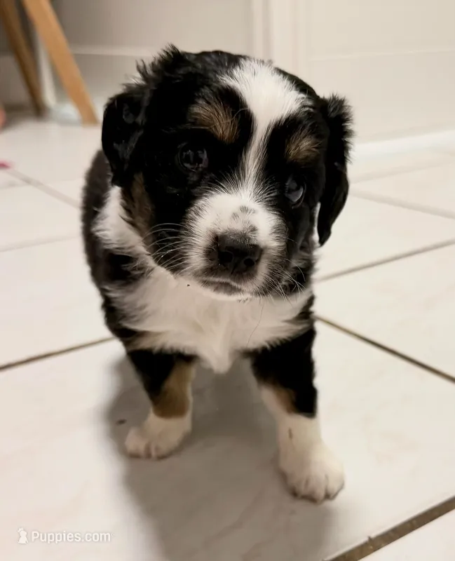 Pluto  – Miniature Australian Shepherd puppy for sale in Fort Lauderdale, FL