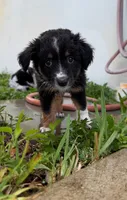 Nova , a female Miniature Australian Shepherd for sale in Fort Lauderdale, FL – 2 of 6