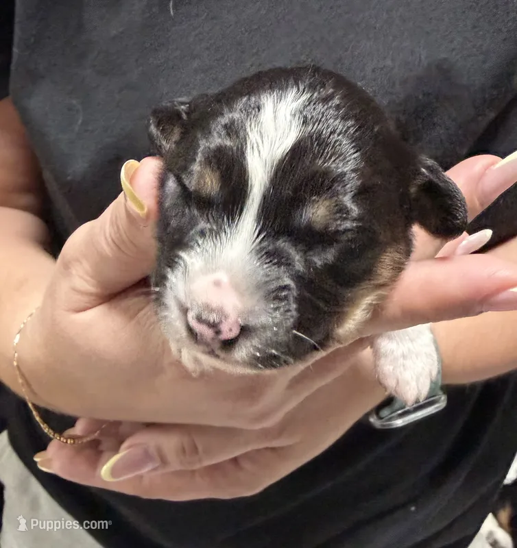 Nova  – Miniature Australian Shepherd puppy for sale in Fort Lauderdale, FL