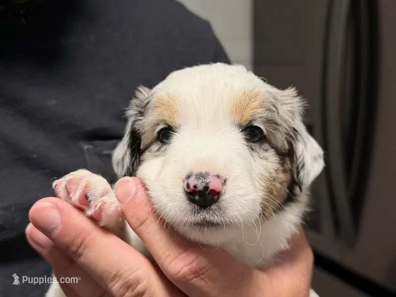 Cosmo Merle  – Miniature Australian Shepherd puppy for sale in Fort Lauderdale, FL