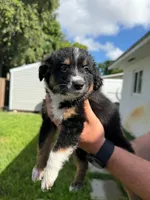 Nova , a female Miniature Australian Shepherd for sale in Fort Lauderdale, FL – 3 of 6