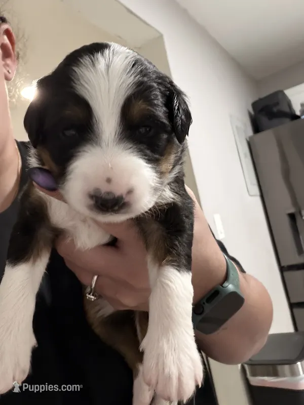 Luna  – Miniature Australian Shepherd puppy for sale in Fort Lauderdale, FL