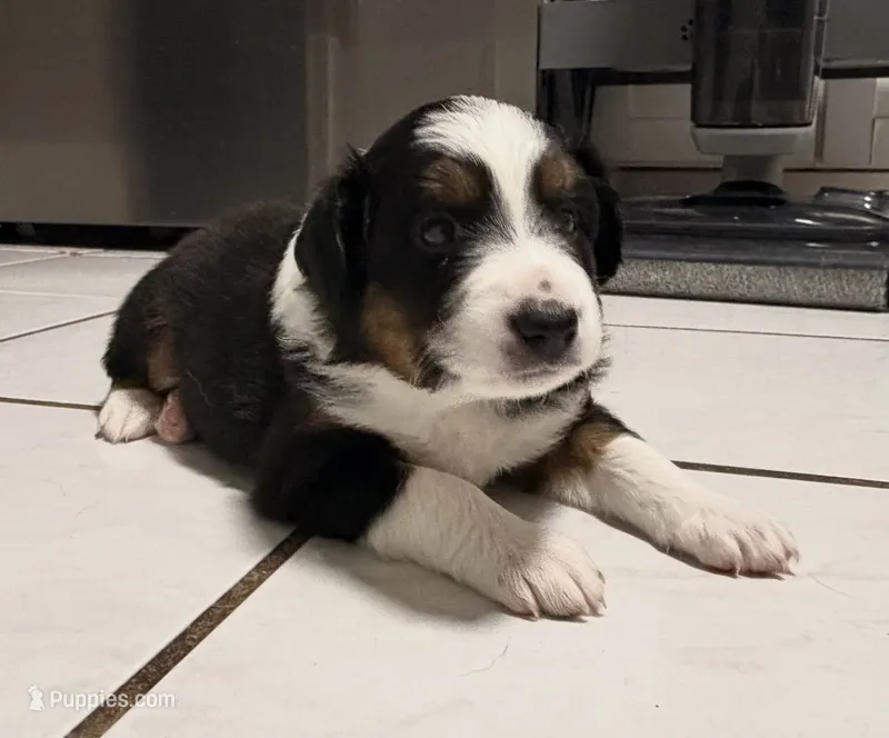 Luna  – Miniature Australian Shepherd puppy for sale in Fort Lauderdale, FL