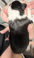 Apollo , a male Miniature Australian Shepherd for sale in Fort Lauderdale, FL – 3 of 3