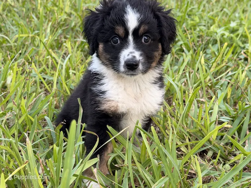 Pluto  – Miniature Australian Shepherd puppy for sale in Fort Lauderdale, FL