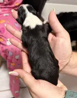 Luna , a female Miniature Australian Shepherd for sale in Fort Lauderdale, FL – 2 of 2