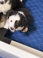 Apollo , a male Miniature Australian Shepherd for sale in Fort Lauderdale, FL – 3 of 3
