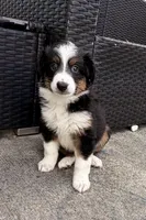 Luna , a female Miniature Australian Shepherd for sale in Fort Lauderdale, FL – 4 of 5