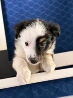 Apollo , a male Miniature Australian Shepherd for sale in Fort Lauderdale, FL – 2 of 3